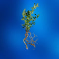 Crepe Myrtle Seedlings Bare Root 6-12 Inches Tall Lagerstroemia Indica Fast-Growing Flowers