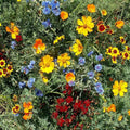 Gulf Coast Wildflower Seed Mix - 24 Native Species Pack for Garden, Pollinator Attracting, Eco-Friendly, Free Shipping