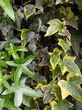 Ivy Cuttings Combo Set - Organic Live USA Hedera helix Variegated & Asterisk Clippings