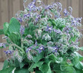 Borage Seeds 50+ Pack - Edible Blue Star-Shaped Flowers - Borago officinalis Culinary Annual Herb for Garden & Kitchen