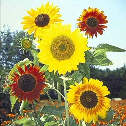 Mardi Gras Mix Sunflower Seeds - Helianthus annuus - Colorful Blooms for Garden, Attracts Hummingbirds & Butterflies, 50 Count