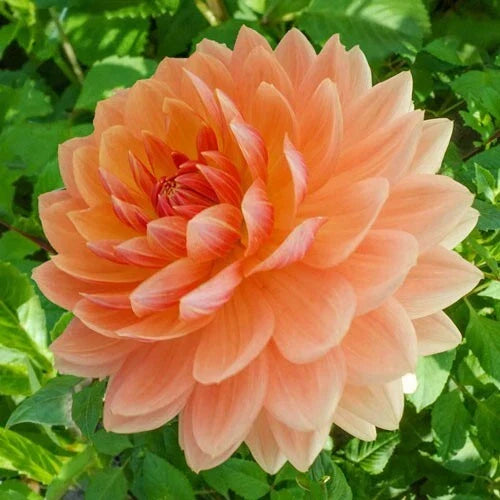 Rancho Dahlia Seeds - 25 Perennial Flower Seeds for Vibrant Blooms - Dahlia pinnata