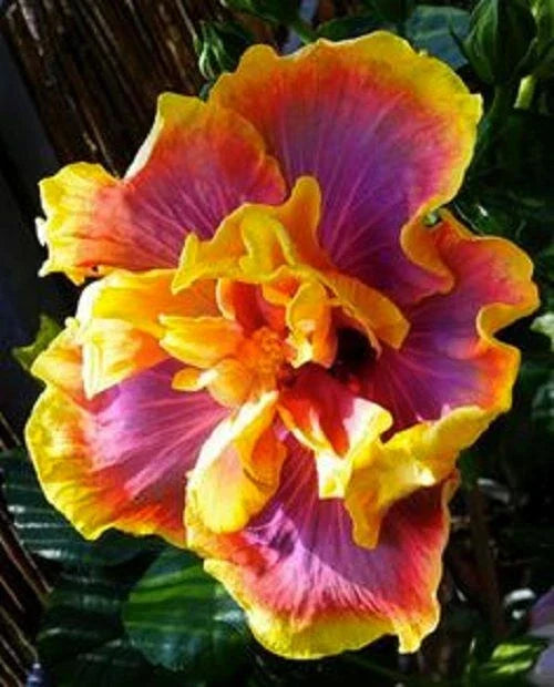 Tropical Hibiscus Starter Plant - Gator Magic - Small Rooted - Hibiscus rosa-sinensis - Bare Root Garden Plant