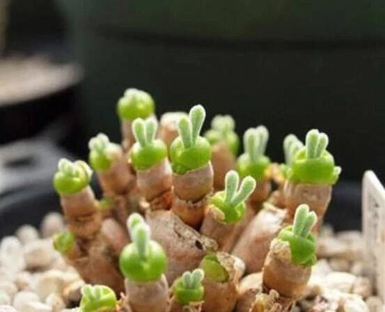 Lithops Seeds 50 Monilaria obconica Rare Succulent Living Stones Drought-Tolerant Plants for Collectors