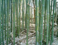 Yellow Groove Bamboo Rhizome Cuttings 3ct | Phyllostachys aureosulcata | Hardy for Zone 5 | Clumping, Fast-Growing, Privacy Screen