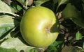 Reinette Clochard Apple Seeds - 25+ Malus domestica Fruit Tree Seeds for Garden Planting, Home Orchard