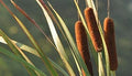 Cattail Seeds for Planting, 50 Count, Aquatic Wetland Plant, Typha latifolia, Water Garden, Pond, Marsh Ecosystem