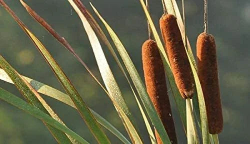 Cattail Seeds for Planting, 50 Count, Aquatic Wetland Plant, Typha latifolia, Water Garden, Pond, Marsh Ecosystem