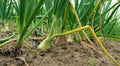 Texas Early Grano Onion Seeds - Heirloom, Vidalia Type, Short Day, Allium cepa, 25+ Seeds