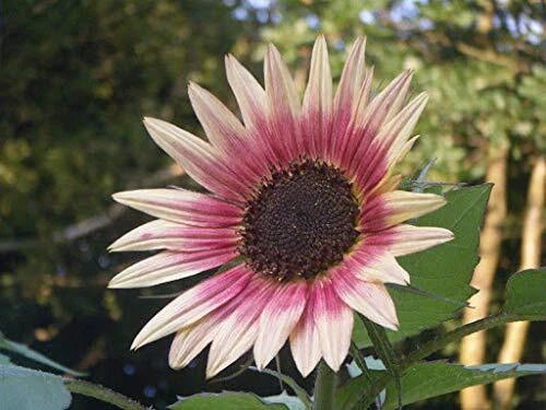 Indian Blanket Sunflower Seeds | 25+ Gaillardia pulchella Exotic Multi-Color Blooms for Gardens & Pollinators
