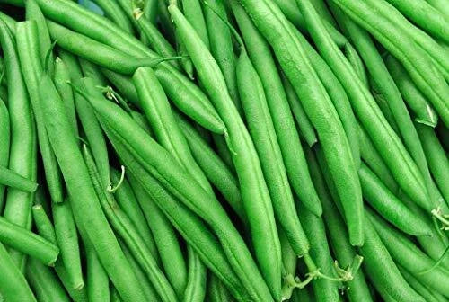 String Bean Seeds – Blue Lake Variety, Non-GMO Heirloom, Bush Growth, Phaseolus vulgaris, 50+ Seeds, Made in USA