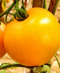 300+ Golden Jubilee Tomato Seeds – Heirloom Non-GMO Vegetable Seeds – Solanum lycopersicum