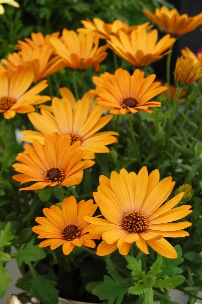 Yellow Cape Daisy Seeds - 200+ Pack for Garden Planting, Osteospermum spp., Bright Yellow Flowers, Attracts Pollinators, USA Grown