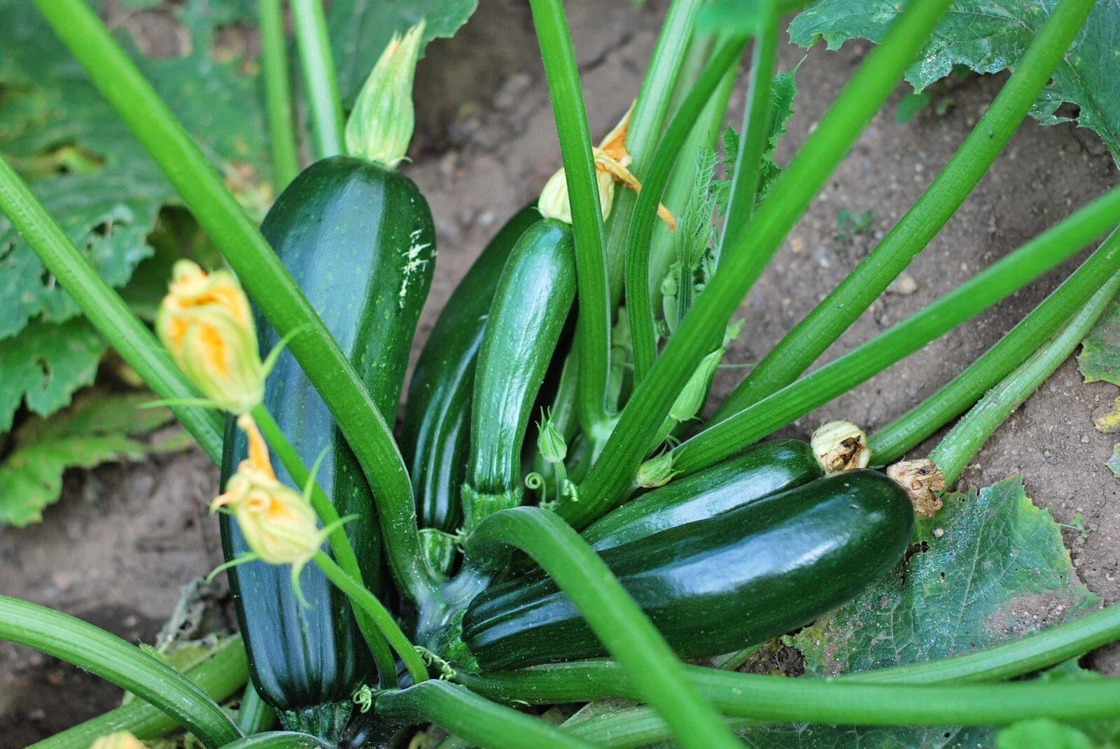 Black Beauty Zucchini Seeds - Heirloom Organic Non-GMO Cucurbita pepo, 25 Seeds for Garden, Container, Full Sun