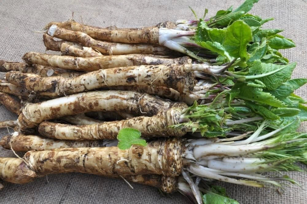 Horseradish Roots for Planting - Big Top Crowns - Perennial Herb Armoracia rusticana