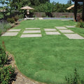 Buffalo Grass Seed 1 oz Bouteloua dactyloides Native Prairie Drought-Resistant Turf for Low Maintenance Lawns