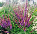 Lead Plant Seeds - 100+ Native Wildflower Seeds for Poor Soils, Drought Tolerance, Pollinator Friendly, Amorpha canescens