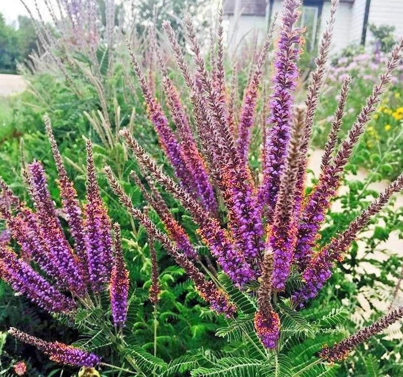 Lead Plant Seeds - 100+ Native Wildflower Seeds for Poor Soils, Drought Tolerance, Pollinator Friendly, Amorpha canescens
