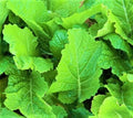 Florida Broadleaf Mustard Seeds – Non-GMO Brassica juncea for Home Garden, Salad Greens, Container Planting, 300+ Seeds