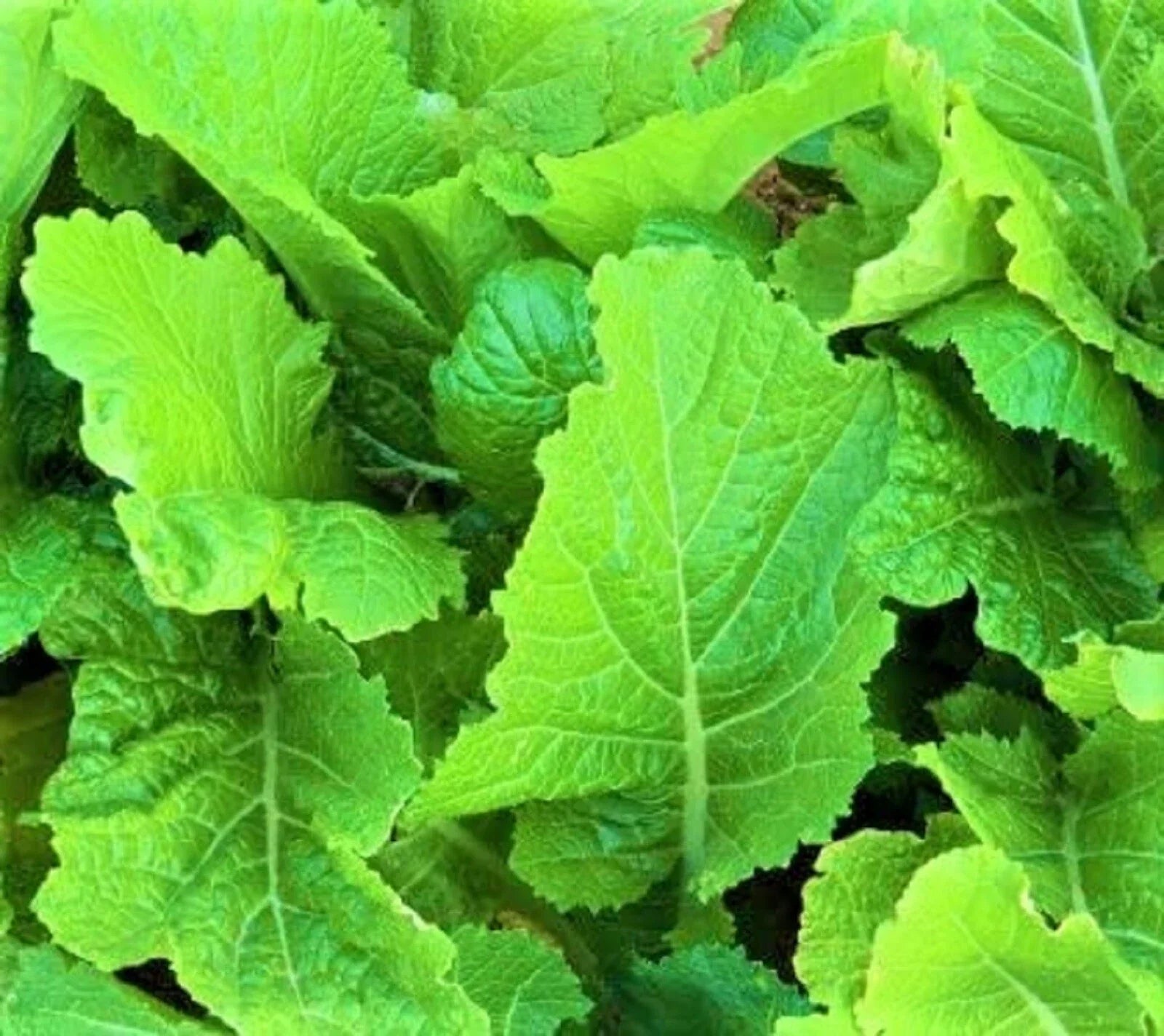 Florida Broadleaf Mustard Seeds – Non-GMO Brassica juncea for Home Garden, Salad Greens, Container Planting, 300+ Seeds