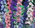 Rocket Larkspur Seeds - 100 Pack, Delphinium ajacis, Annual Flowers for Borders & Cutting Gardens