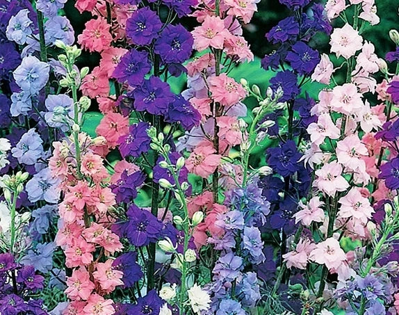 Rocket Larkspur Seeds - 100 Pack, Delphinium ajacis, Annual Flowers for Borders & Cutting Gardens