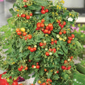 Tomato Seeds - Red Cherry Large Fruit - Solanum lycopersicum - Set of 40+ Non-GMO Seeds for Home Garden