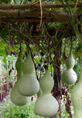 Bottle Gourd Seeds - Pack of 10+ Lagenaria siceraria Asian Calabash Vegetable for Gardening & Crafting