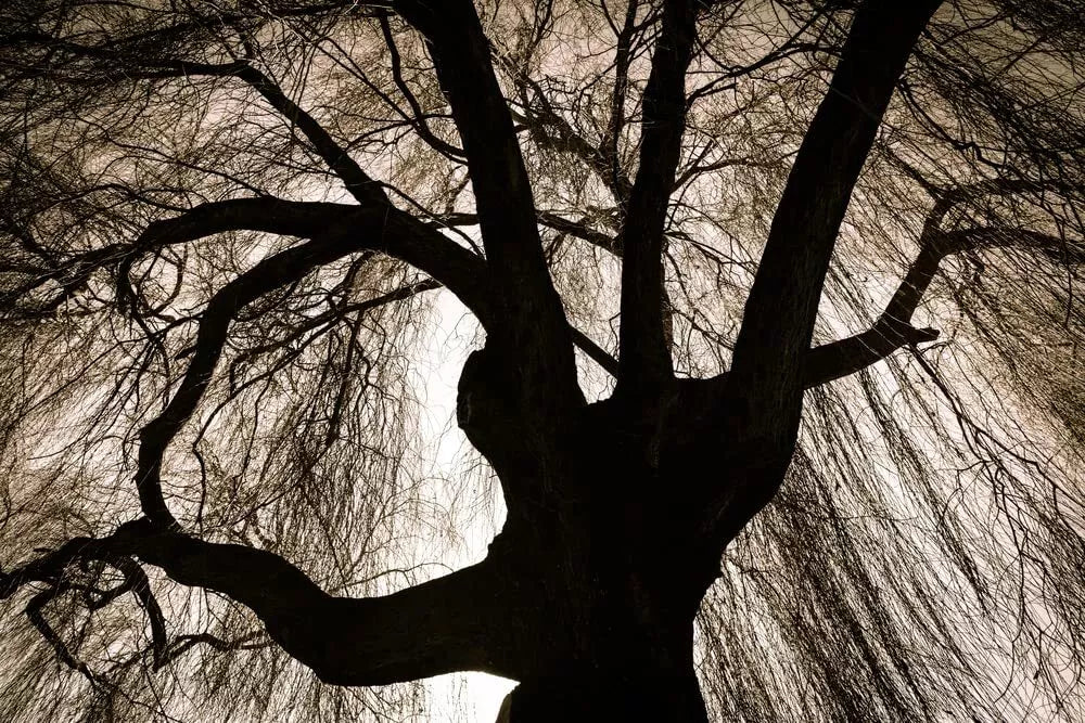 Black Weeping Willow Tree Cuttings - Salix babylonica 'Black' - Rare Dark Foliage, Fast-Growing, Water-Ready Planting Material