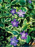 Vinca Major Variegated Big Leaf Variegata - 25 Perennial Ground Cover Plants in 3.5 inch Pots