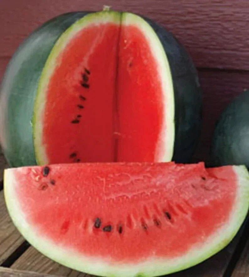 Organic Sugar Baby Watermelon Seeds - Heirloom Non-GMO USA Grown Pack of 50