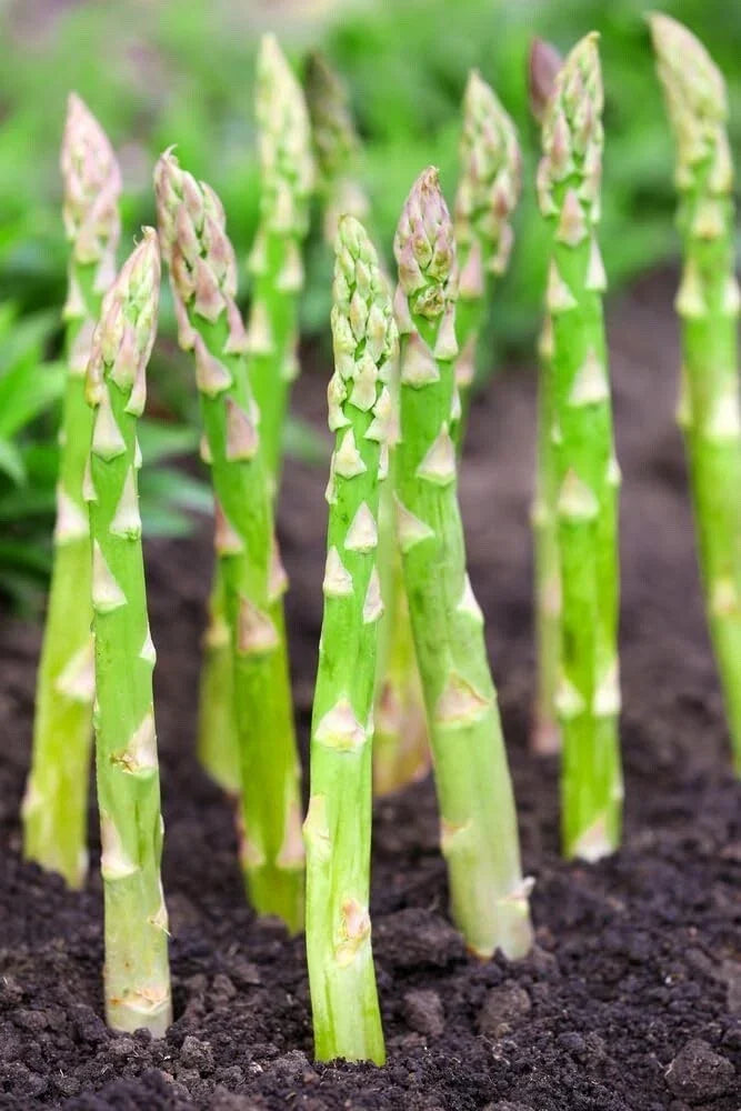 Asparagus Bare Root Plants 2-Year Crowns Millennium Variety - Asparagus officinalis, Hardy, Full Sun
