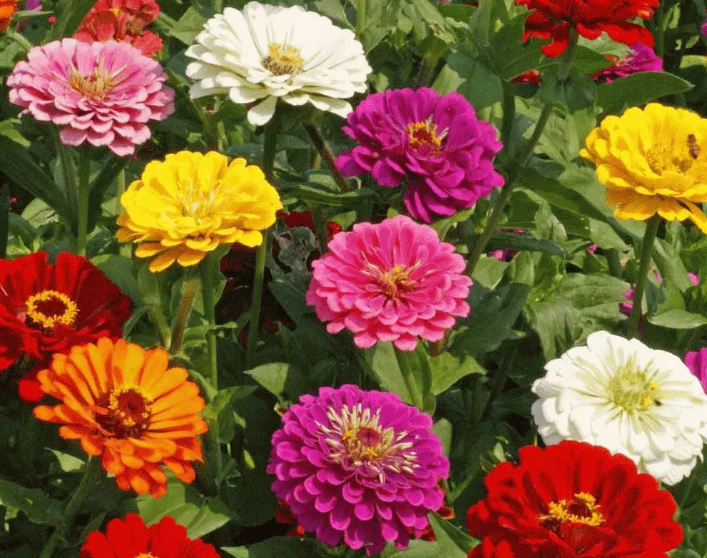 California Giant Zinnia Seeds - 100+ Mixed Colors Annual Flower Seeds - Zinnia elegans for Vibrant Garden Blooms