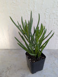 Green Bean Pincushion Peperomia 2" Rooted Pot, Peperomia ferreyrae, Indoor Houseplant, Compact, Easy Care, Air-Purifying