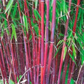 Red Bamboo Seeds - 25 Count for Privacy Screen, Shade Garden, Phyllostachys rubromarginata, Exotic Bamboo Grass Seeds