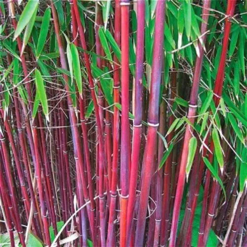 Red Bamboo Seeds - 25 Count for Privacy Screen, Shade Garden, Phyllostachys rubromarginata, Exotic Bamboo Grass Seeds
