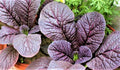 Red Giant Mustard Seeds – Non-GMO Brassica juncea Heirloom Seeds for Garden & Culinary, 300+ Pack