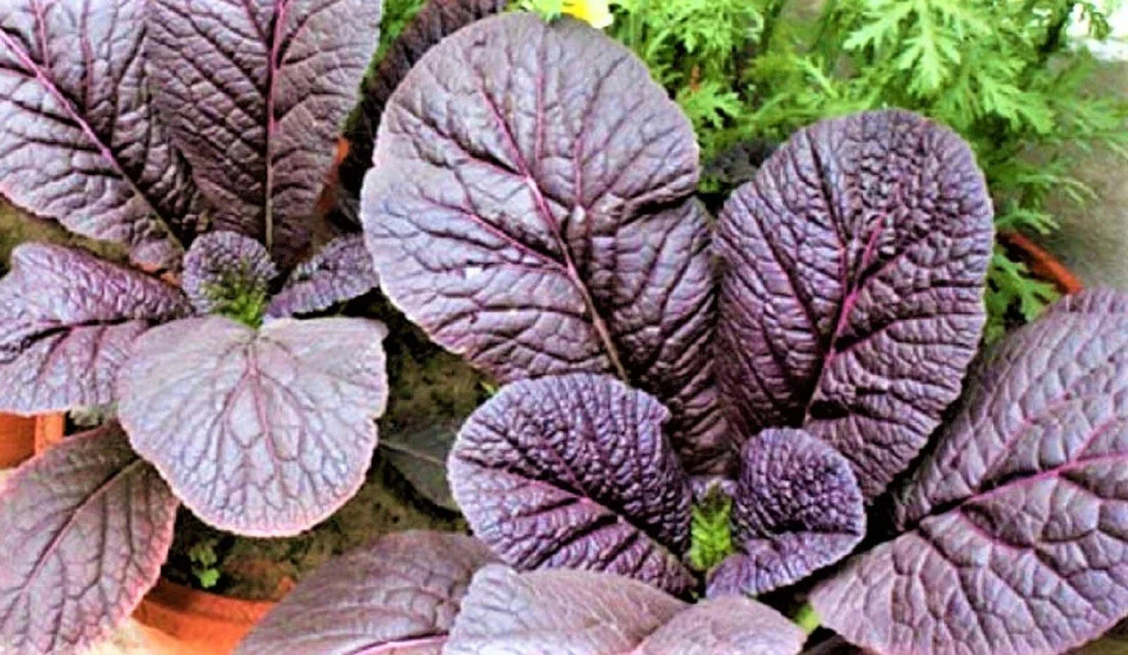 Red Giant Mustard Seeds – Non-GMO Brassica juncea Heirloom Seeds for Garden & Culinary, 300+ Pack