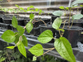 Chewing Betel Leaf Vine Pot, Well-Rooted Piper betle for Ceremonies & Weddings, Climbing Vine Plant