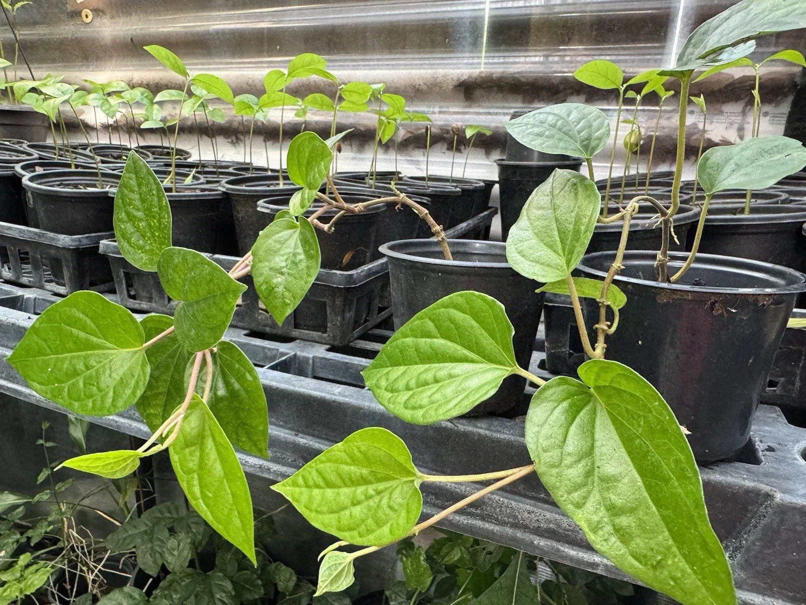 Chewing Betel Leaf Vine Pot, Well-Rooted Piper betle for Ceremonies & Weddings, Climbing Vine Plant