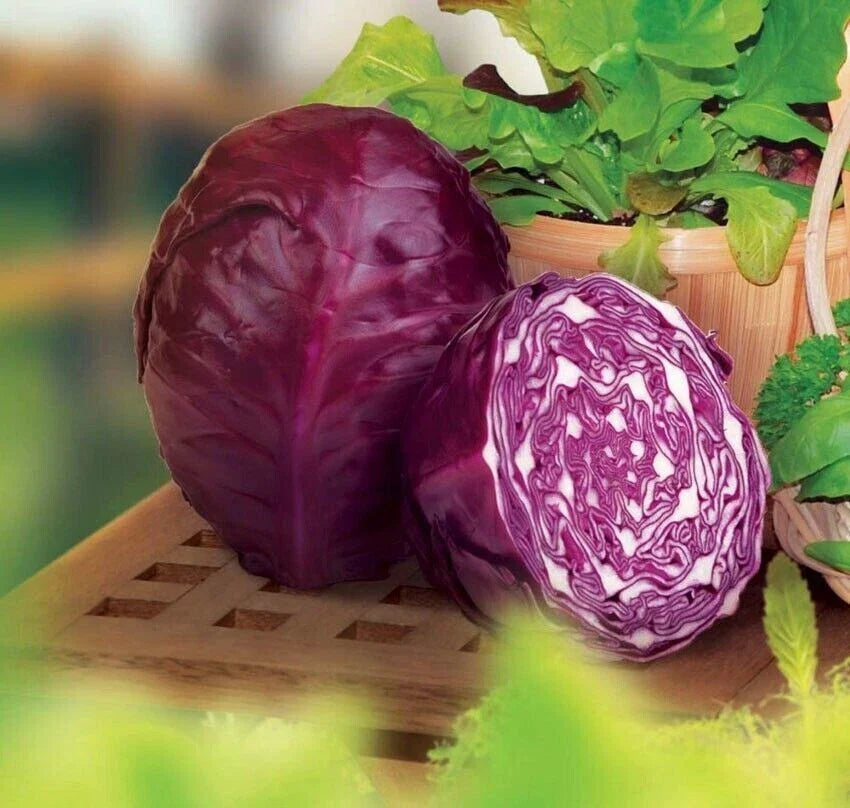 Red Acre Cabbage Seeds - Organic Heirloom Non-GMO Brassica oleracea, Compact, Deep Red Color, Packaged for Home Garden