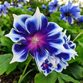 Morning Glory Seeds - 100pcs Climbing Flowers - Ipomoea Tricolor - Perennial Vines for Garden Trellises & Fences