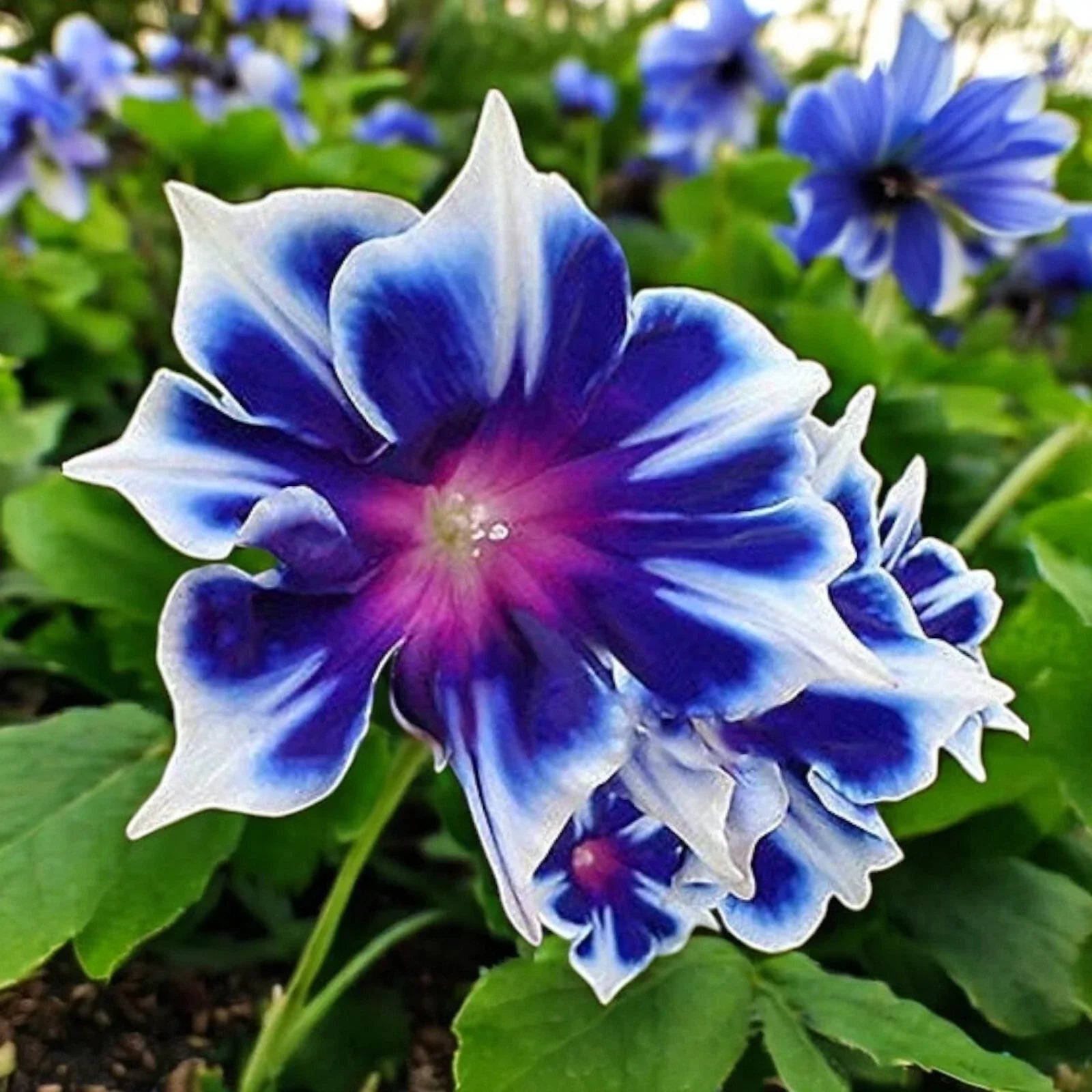 Morning Glory Seeds - 100pcs Climbing Flowers - Ipomoea Tricolor - Perennial Vines for Garden Trellises & Fences