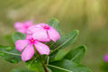 Vinca Seeds Set of 500 - Sunsplash Light Pink - Catharanthus roseus - Drought-Tolerant, Compact, Flowering Plant