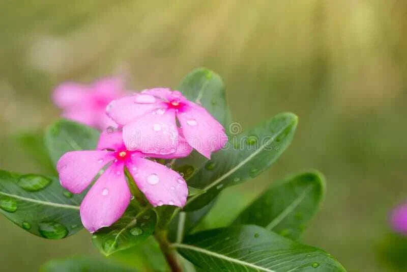 Vinca Seeds Set of 500 - Sunsplash Light Pink - Catharanthus roseus - Drought-Tolerant, Compact, Flowering Plant
