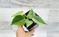 Philodendron Hederaceum Variegated Live Plant - 4" Pot, Heart Leaf, Indoor Houseplant, Easy Care, Variegated Foliage