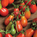 Red Pear Tomato Seeds 100 Count - Heirloom, Non-GMO, Solanum lycopersicum Vegetable Garden Seeds