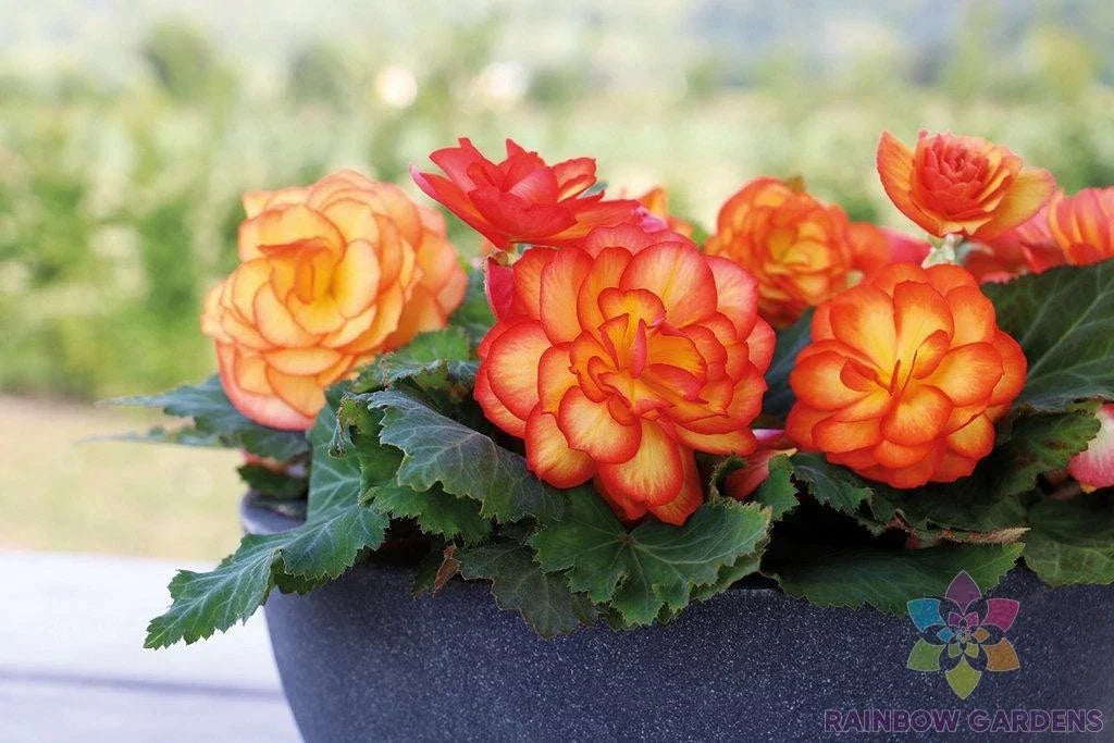 Tuberous Begonia Seeds - 25+ Count for Garden Planting - Begonia tuberhybrida - Vibrant Blooms, Easy to Grow, Free Shipping