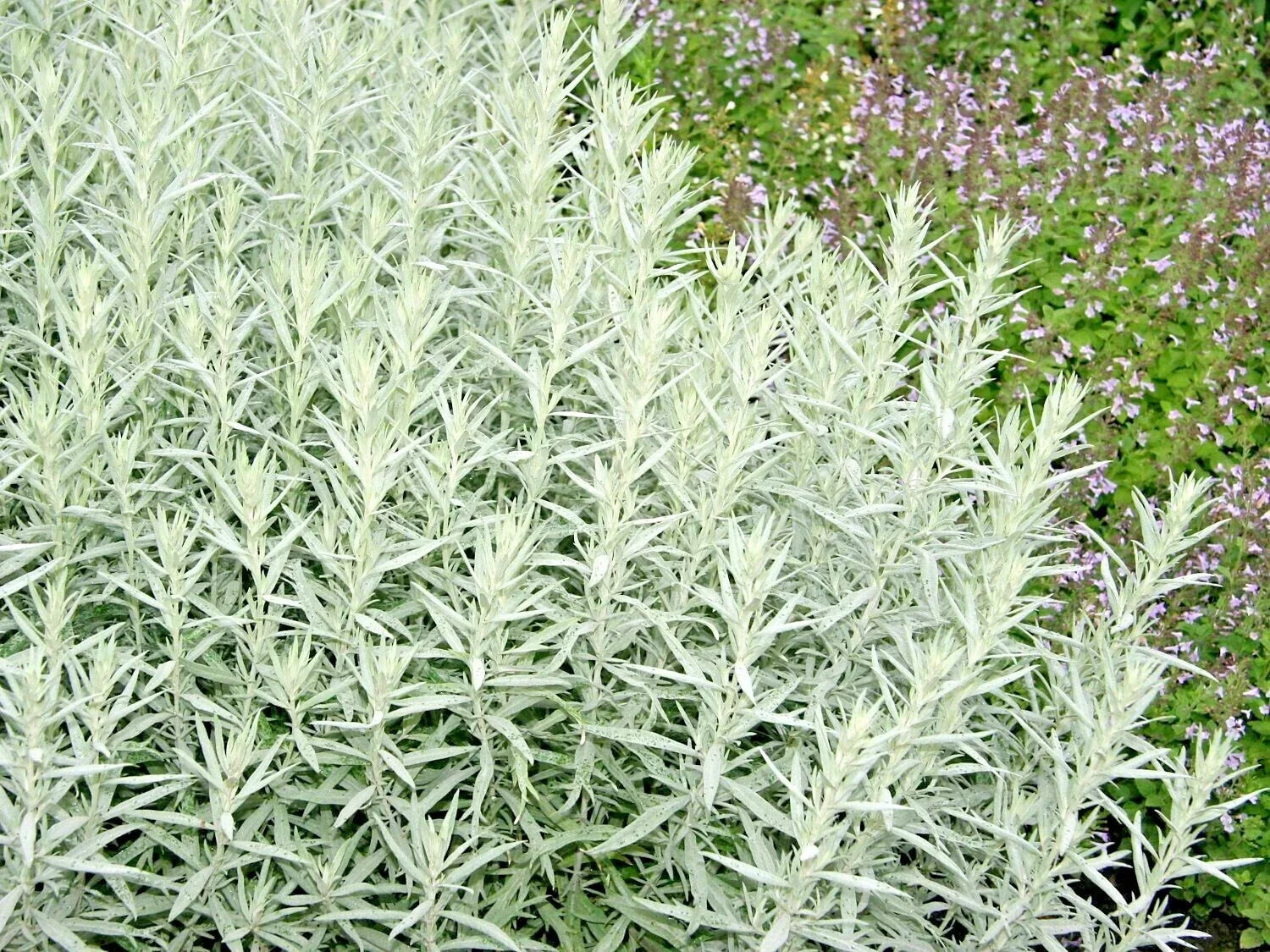 Prairie Sage Seeds - 300+ White Sagebrush Wildflower Native Perennial Artemisia ludoviciana for Pollinators