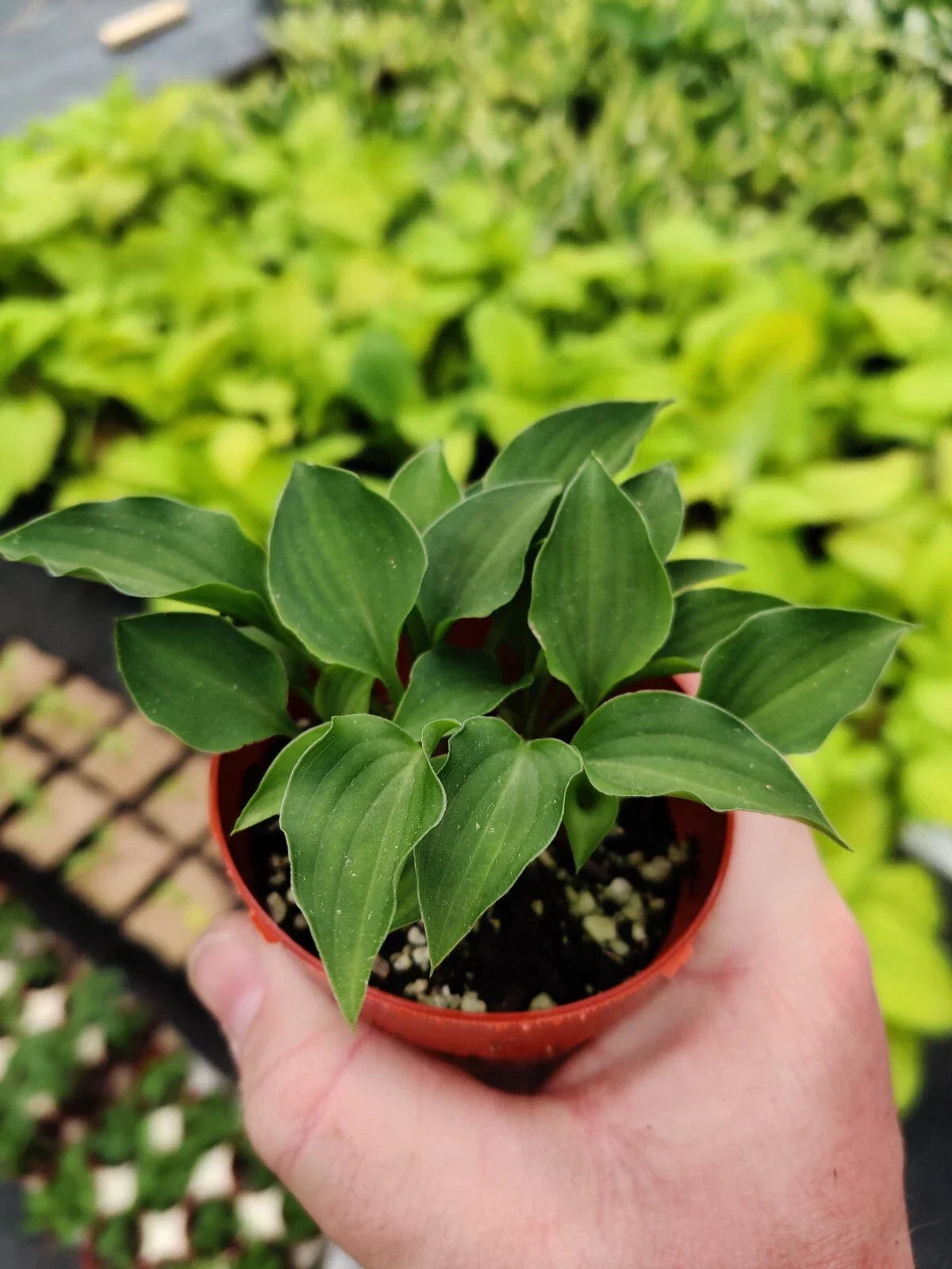 Hosta Rock Princess Miniature Perennial Shade Plant 2" Pot, Hosta spp.